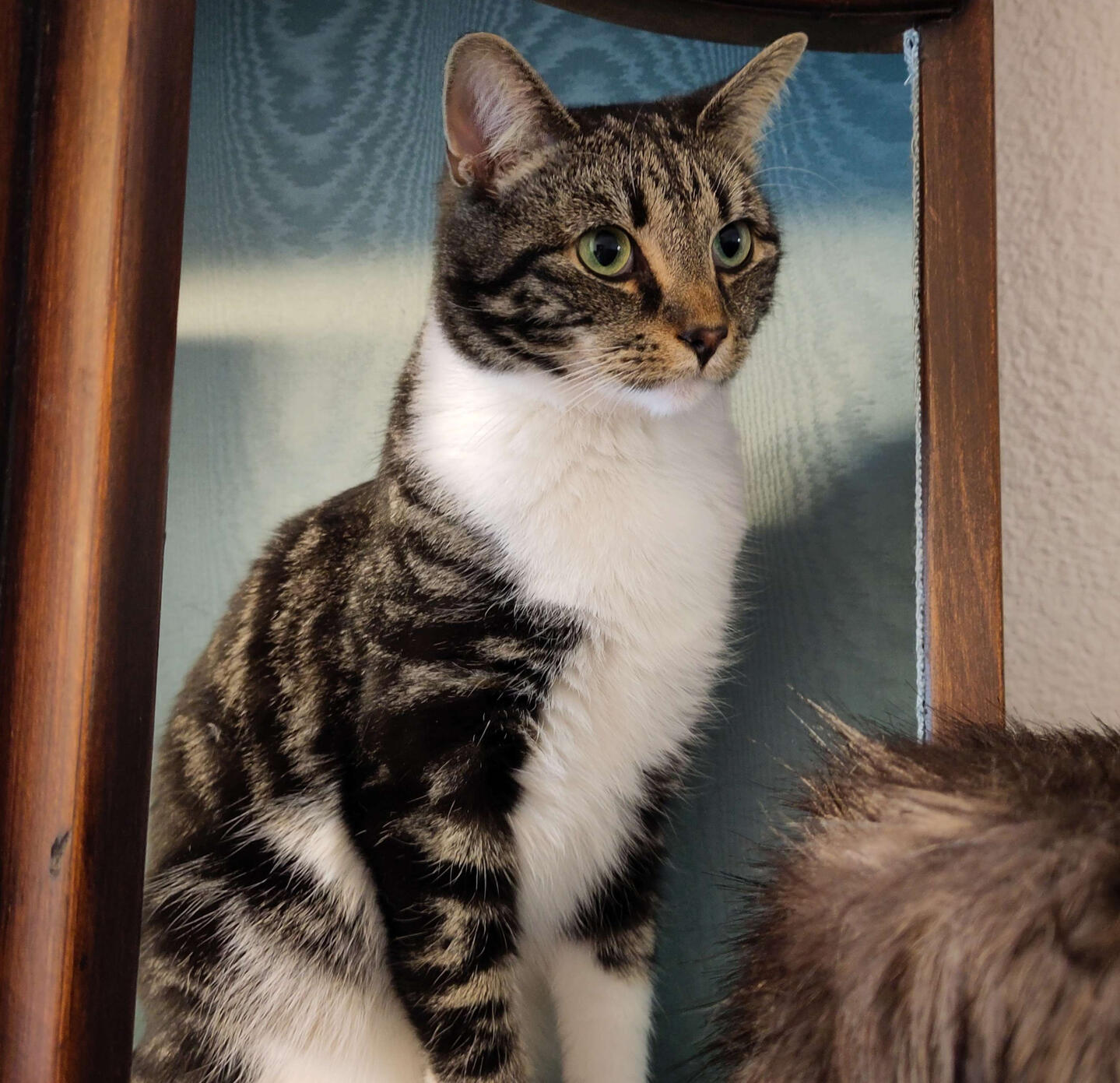 Merry A tabby cat with big green eyes sitting upright in half profile.