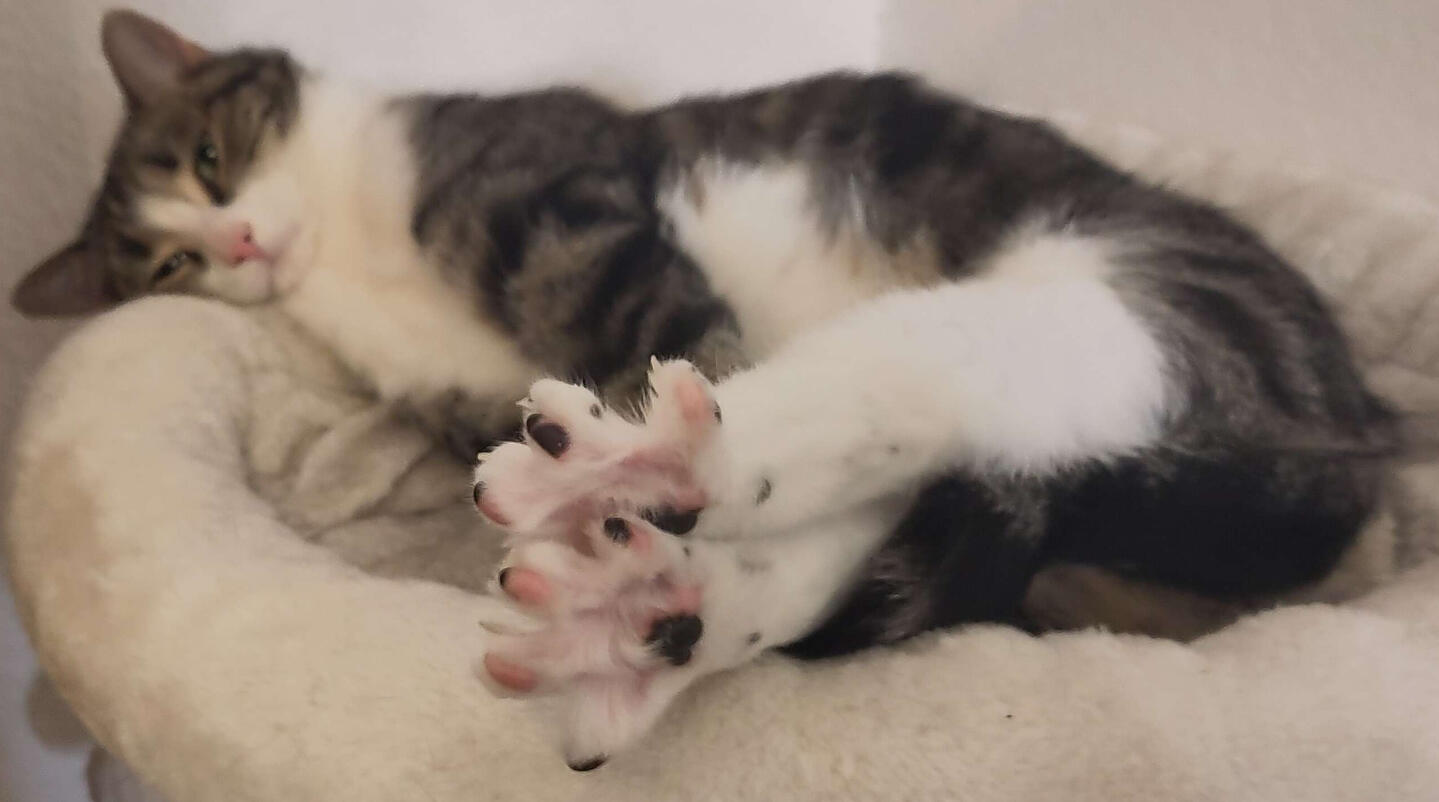 Pippin A small tabby cat with a pink nose lying on a cat tree and stretching his toe beans.