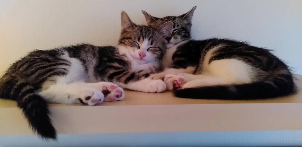 Merry and Pippin The same cats as above as kittens lying on a shelf together, eyes closed.